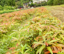 张家界刨花楠苗基地有货供应图片