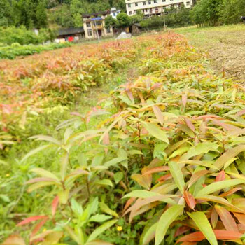 张家界刨花楠苗基地有货供应