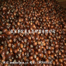 红椆种子图片