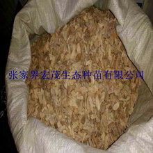 酸柚种子哪里有货图片