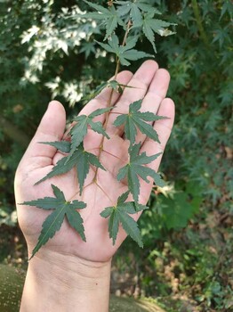 基地雞爪槭苗木供應(yīng)