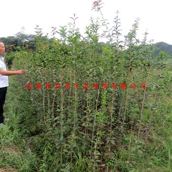 张家界五道水基地供应桂花苗木