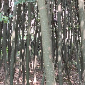 張家界五道水紅豆樹(shù)苗供應(yīng)