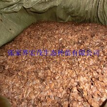 杉木种子有货供应图片