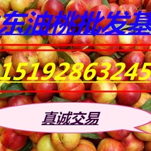 山东油桃供应油桃种植基地