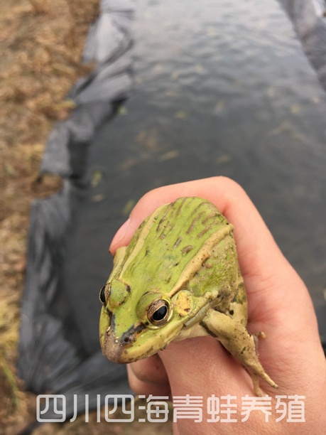 红青蛙