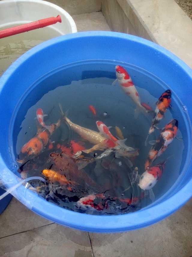 小锦鲤鱼