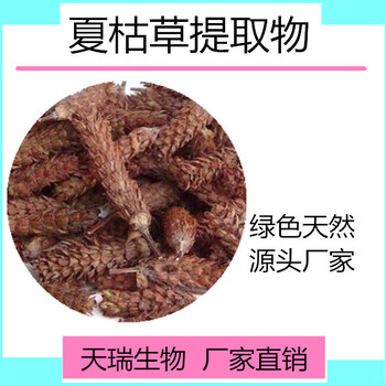 天瑞生物夏枯草提取物10:1夏枯草粉