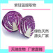 紫甘蓝粉蔬菜粉水溶食品级原料批发