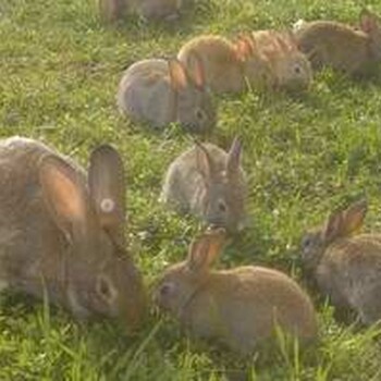 江苏肉兔种兔养殖场