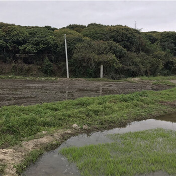 惠州农家乐小径湾亲子春游农耕水稻种植体验一日游