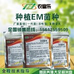 芽菜种植专用的生物菌农富乐种植em菌种菌液