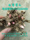 亳州白芍芽子批发白芍芽价格白芍根苗种植基地图片0