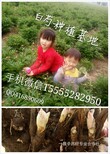 亳州白芍芽子批发白芍芽价格白芍根苗种植基地图片4