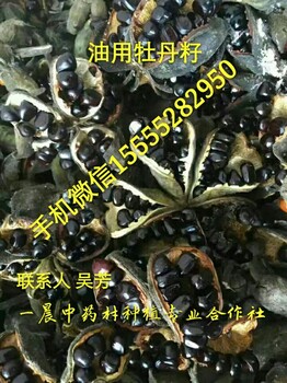 亳州榨油牡丹角价格牡丹鲜角子批发榨油牡丹籽苗种植发展前景