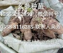 亳州玄参苗价格玄参种苗种植亩用多少投资成本图片