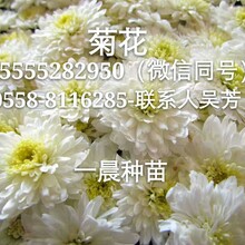 亳州杭白菊花苗价格苏北菊花种苗批发亳菊花苗子种植基地