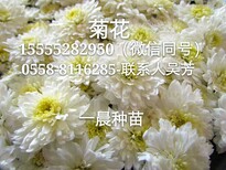 亳州杭白菊花苗价格苏北菊花种苗批发亳菊花苗子种植基地图片0