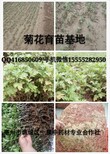 亳州杭白菊花苗价格苏北菊花种苗批发亳菊花苗子种植基地图片3