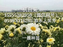 亳州杭白菊花苗价格苏北菊花种苗批发亳菊花苗子种植基地图片1