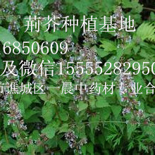 亳州药荆芥种子价格荆芥籽批发多少钱一斤