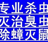 浦东新区驱除老鼠，静安区灭鼠杀虫公司