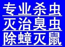 黄浦区浴场消灭老鼠，松江区防鼠图片1