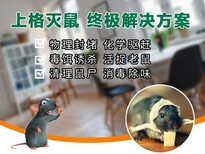 黄浦区浴场消灭老鼠，松江区防鼠图片4
