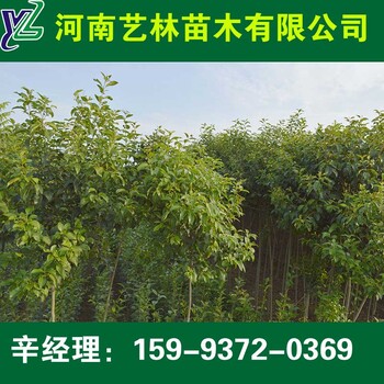 仙桃哪里買(mǎi)8公分紅葉碧桃/百日紅苗圃價(jià)格