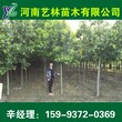 介休直销8公分红叶碧桃/大叶女贞苗圃价格159-9372-0369