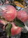 陕西红富士苹果种植基地红富士苹果产地批发价格