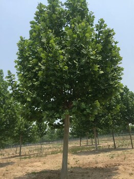 批量出售18公分法桐18公分法桐價格報價