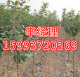 湖州出售香花槐/香花槐小苗价格159-9372-0369图片