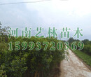 衡阳热销红叶碧桃/红叶石楠种植基地159-9372-0369