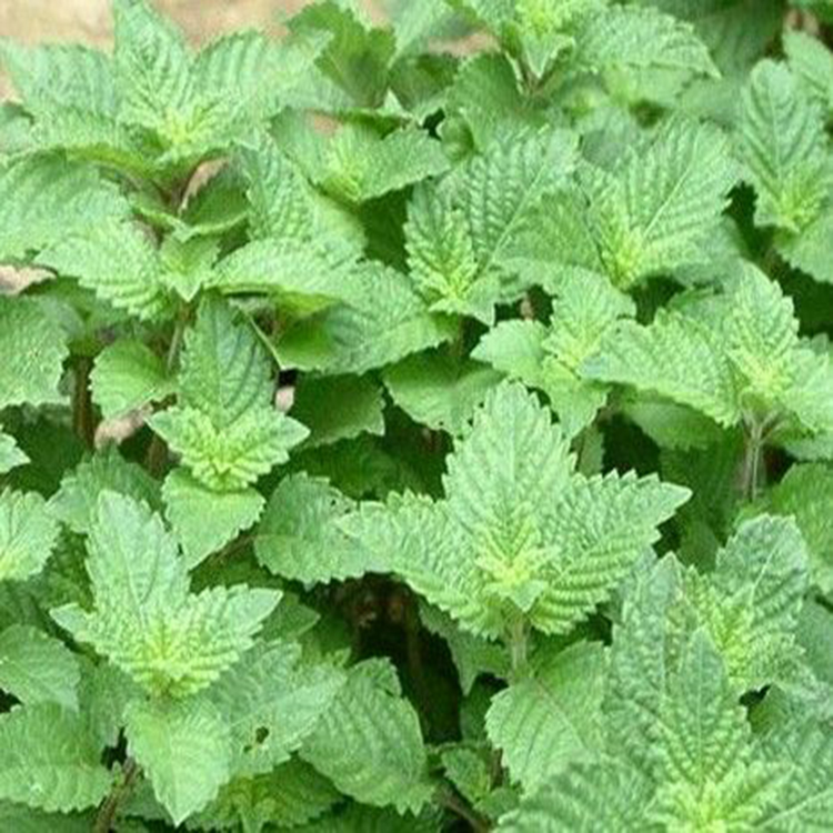 【原料概述】为唇形科植物,茎下部伏地,上部直立, 叶卵形或卵状长图片