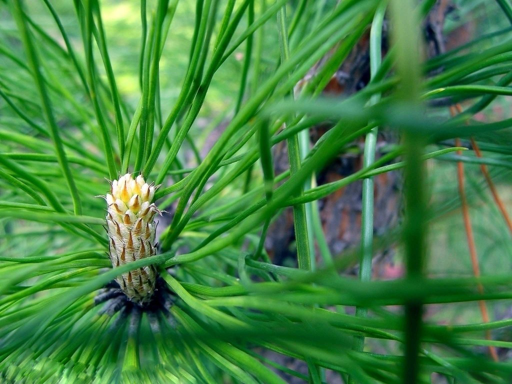 【产品名称】松针提取物花青素 松针叶提取物 【植物】为松科松属植物中的黑松、油松、红松、华山松、云南松、思茅松、马尾松等的针叶提取。 【性 状】淡黄色或棕黄色粉末 【规格】10:1 20:1或根据客户需求 【粒度】100%通过80目 【化学成分】挥发油类、黄酮类、树脂、纤维素、木质素、叶绿素、胡萝卜素、维生素、微量元素等成分。 【产品介绍】近代科技研究发现松针含极其丰富的黄酮类物质和维生素(维生素C、维生素A、-胡萝卜素、维生素E、B族维生素)、多种氨基酸和矿物元素,可防治流感、夜盲症、风湿症和强身健体。