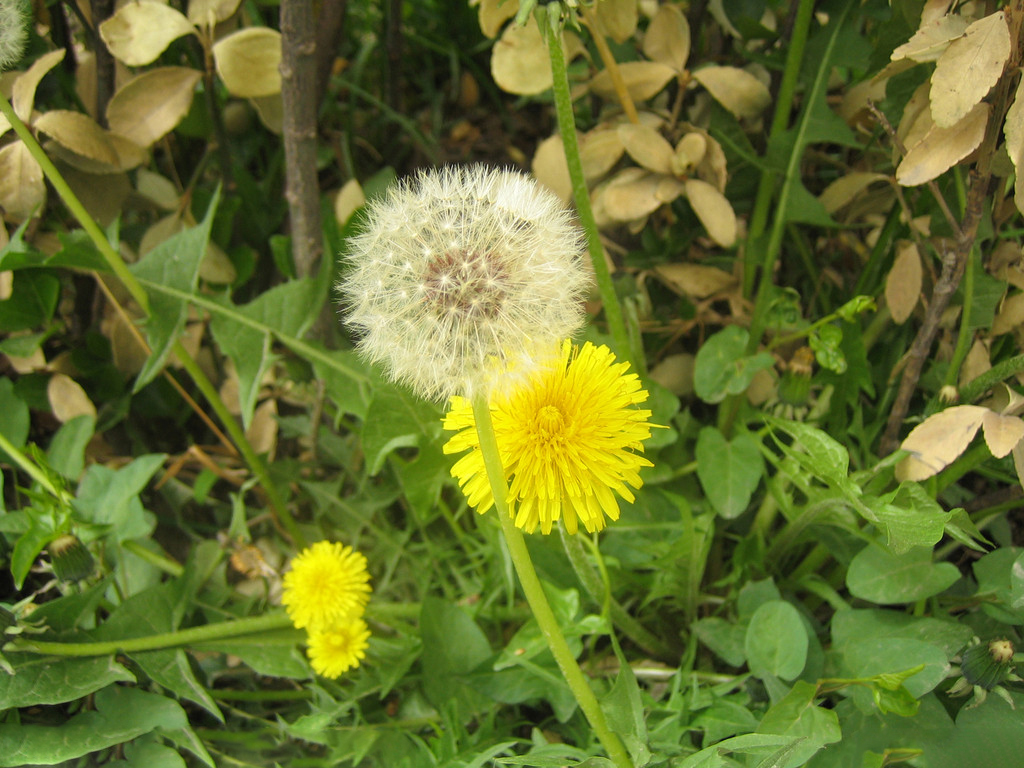 蒲公英提取物/黄花地丁提取物/婆婆丁提取物类黄酮