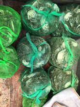 螃蟹大闸蟹微山湖成熟母蟹满黄图片