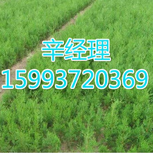 丹江口供应柿树苗/香花槐产地价格159-9372-0369