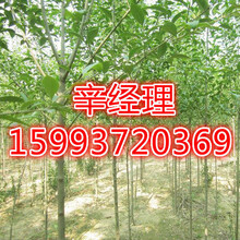烟台供应红叶李/苹果树苗产地价格159-9372-0369