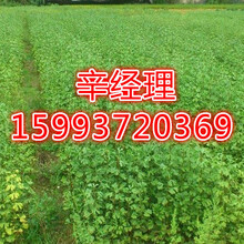 大同供应梨树苗/柿树苗价格行情159-9372-0369