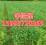 石榴树苗小苗价格,焦作6-12公分石榴树苗基地报价图片0