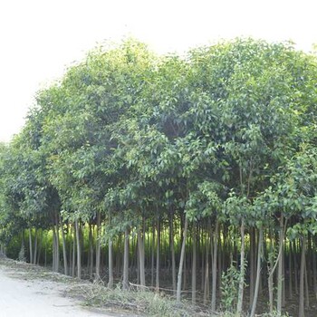 洛阳出售大叶女贞/红叶石楠种植基地