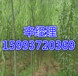 华阴供应苹果树苗/香花槐批发价格159-9372-0369图片