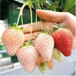 江苏建草莓大棚买能保证品种的草莓苗