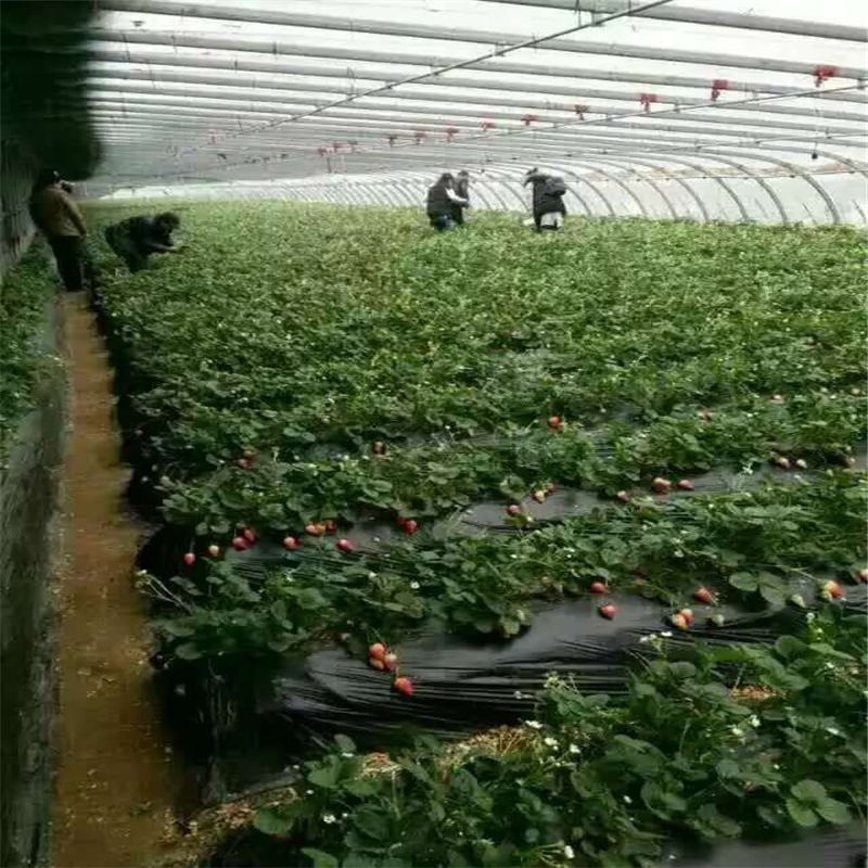 新品种妙香草莓苗有哪些 妙香7号草莓苗去哪买苗