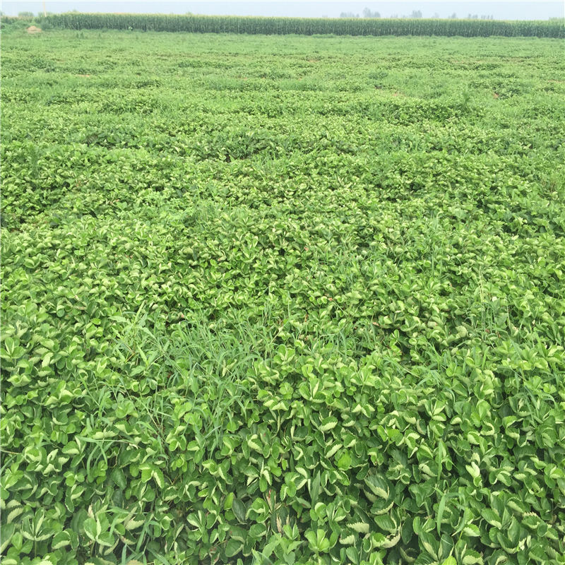 新品種妙香草莓苗有哪些 購買(mǎi)三葉一心妙香7號草莓苗