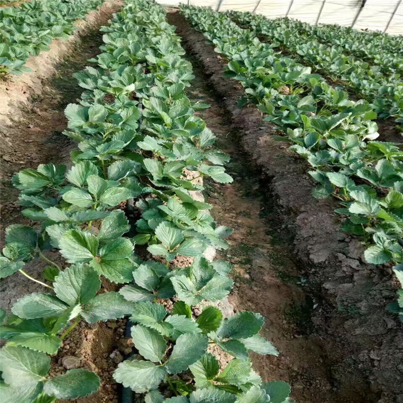 求購妙香草莓苗 農(nóng)戶自營種植妙香草莓苗