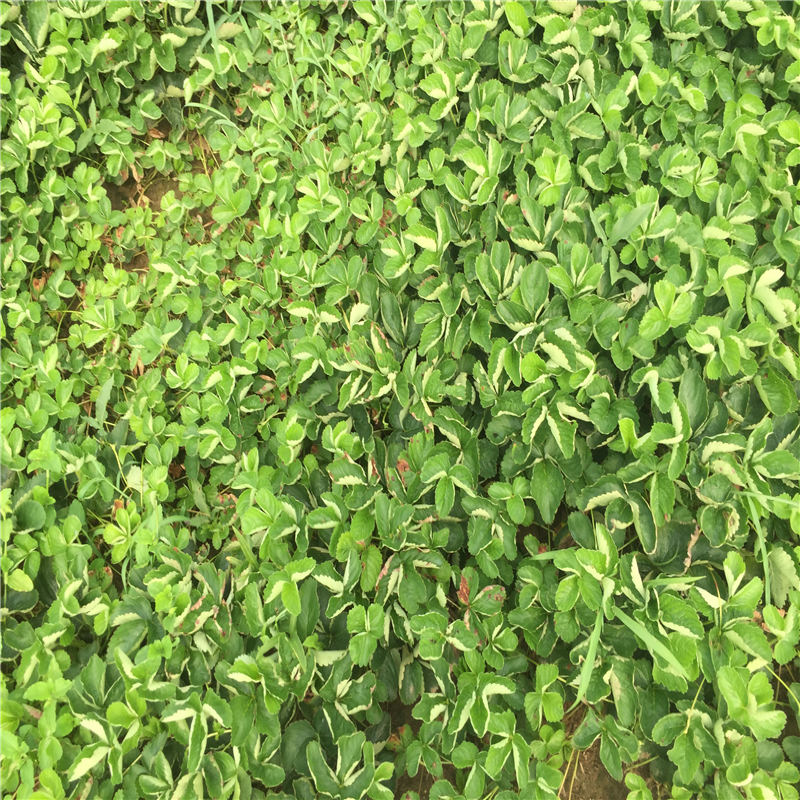 脫毒二代甜查理草莓苗價格 口碑好的甜查理草莓苗廠家