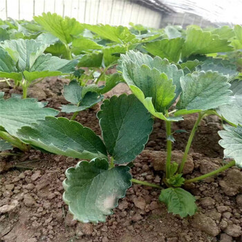 供應(yīng)甜查理草莓苗，批發(fā)甜查理草莓苗甜查理草莓苗報(bào)價(jià)
